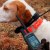 GPS навигатор для слежения за охотничьими собаками Garmin Astro 320 с ошейником T5 в кейсе — фото 7 / 6