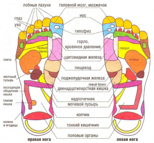  на стопах наших ног находится множество биологически активных точек