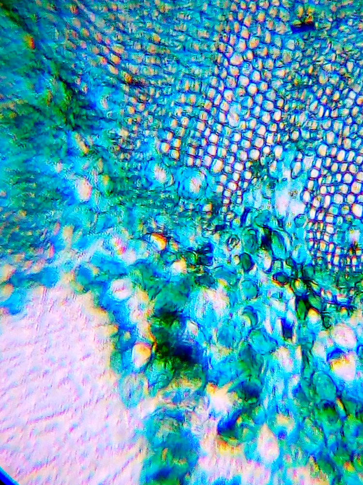 Левенгук LabZZ M101
